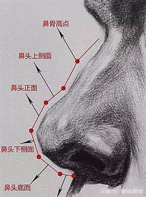 鼻子 怎麼畫|掌握鼻子結構與透視技巧：繪畫靜物組合的基礎解析